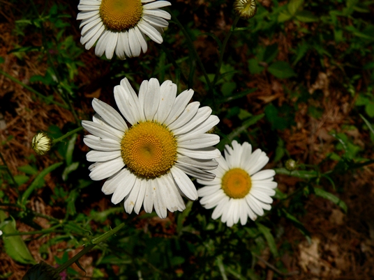 {Leucanthemum vulgare}